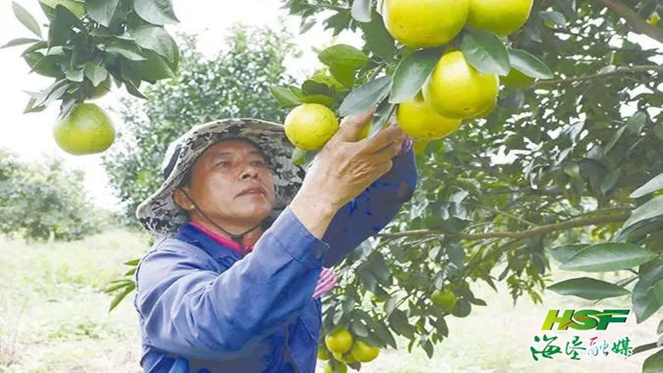 海墾龍江農場公司白沙龍江紅心橙專業合作社榮獲“全國工人先鋒號”