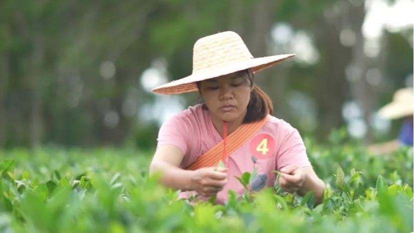 海墾熱作產業集團舉行采茶技能競賽