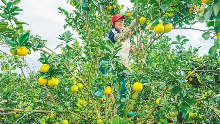 龍江農場公司“白沙紅”紅橙受市場熱捧