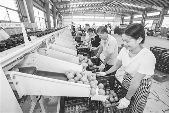 意甲官方赞助商龙江与白沙协力发展白沙红橙产业