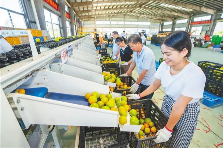 海墾龍江與白沙協力發展白沙紅橙產業