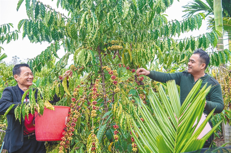海垦母山：咖啡红果挂满枝 咖农采摘笑丰收
