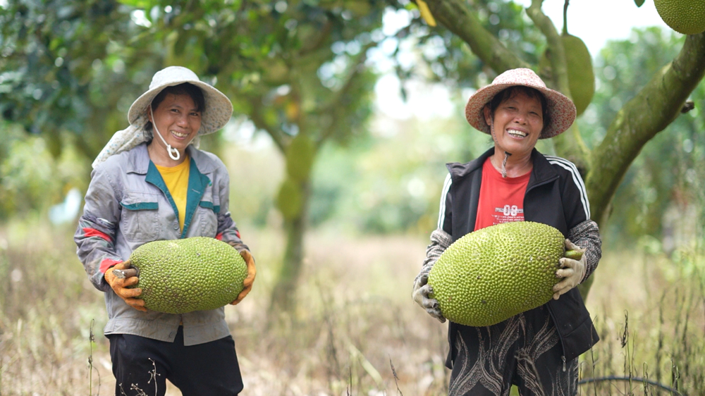 西聯農場公司菠蘿蜜迎來豐收