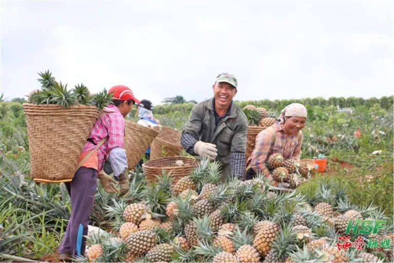 红明农场公司凤梨采摘上市 果期可持续至4月底